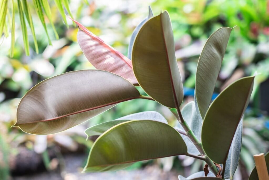 Rubber Tree (Ficus elastica 'Robusta')