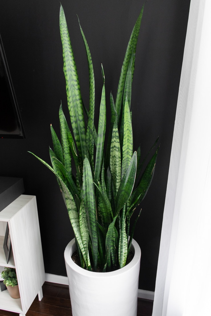 large snake plant in a white pot