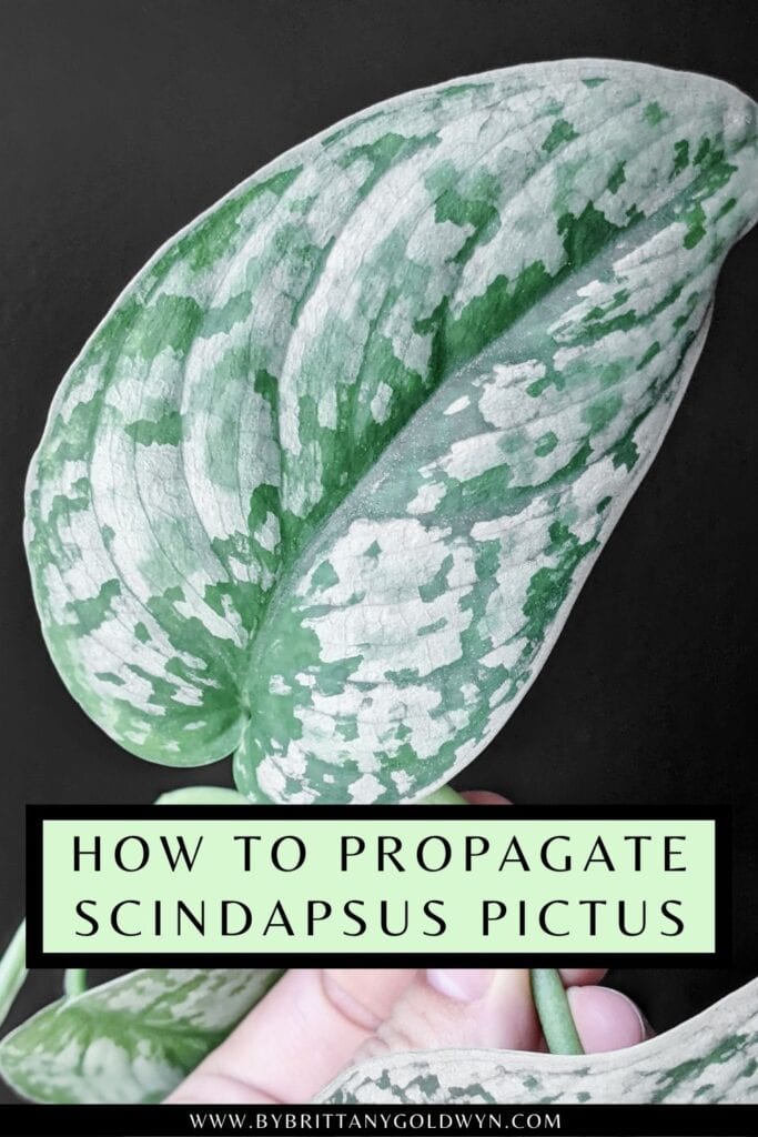 pinnable graphic on how to propagate scindapsus pictus plants including an image and text overlay
