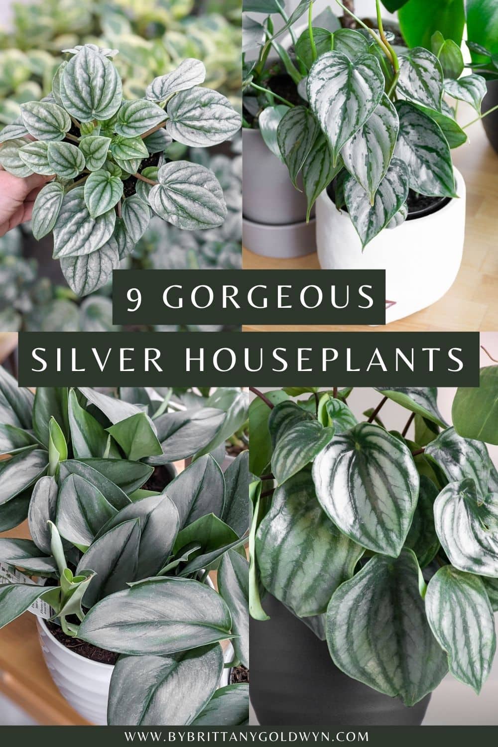 pinable graphic with pictures of potted plants and the text 9 gorgeous potted plants in silver