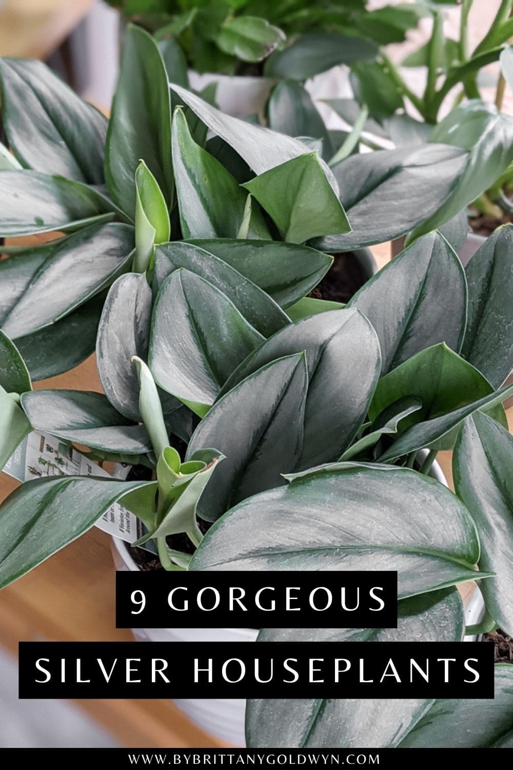 pinable graphic with image of scindapsus treubii moonlight and the text 9 wonderful silver potted plants