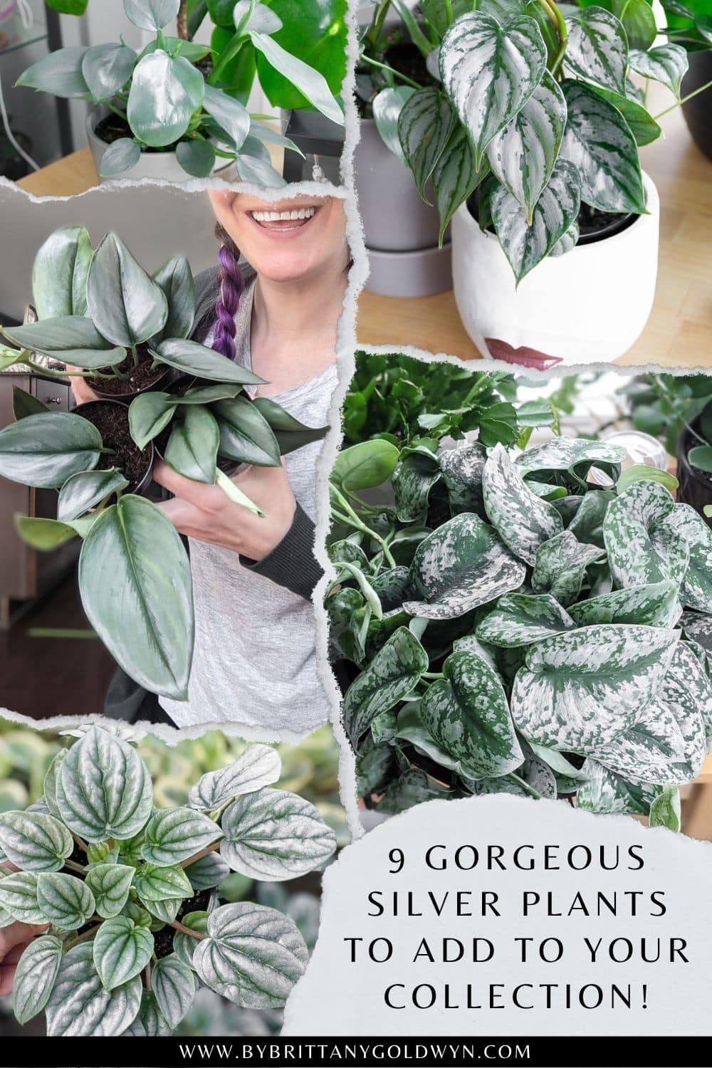 pinnable graphic with pictures of houseplants and text 9 silver houseplants to add to your collection now