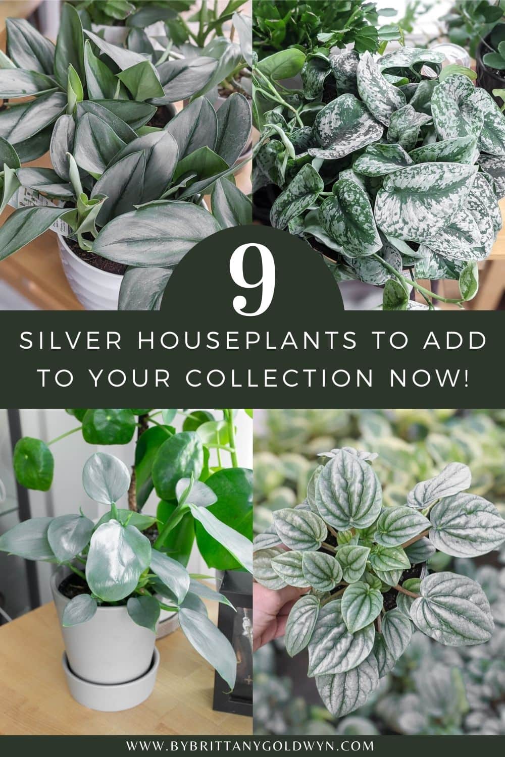 pinnable graphic with pictures of houseplants and text 9 silver houseplants to add to your collection now