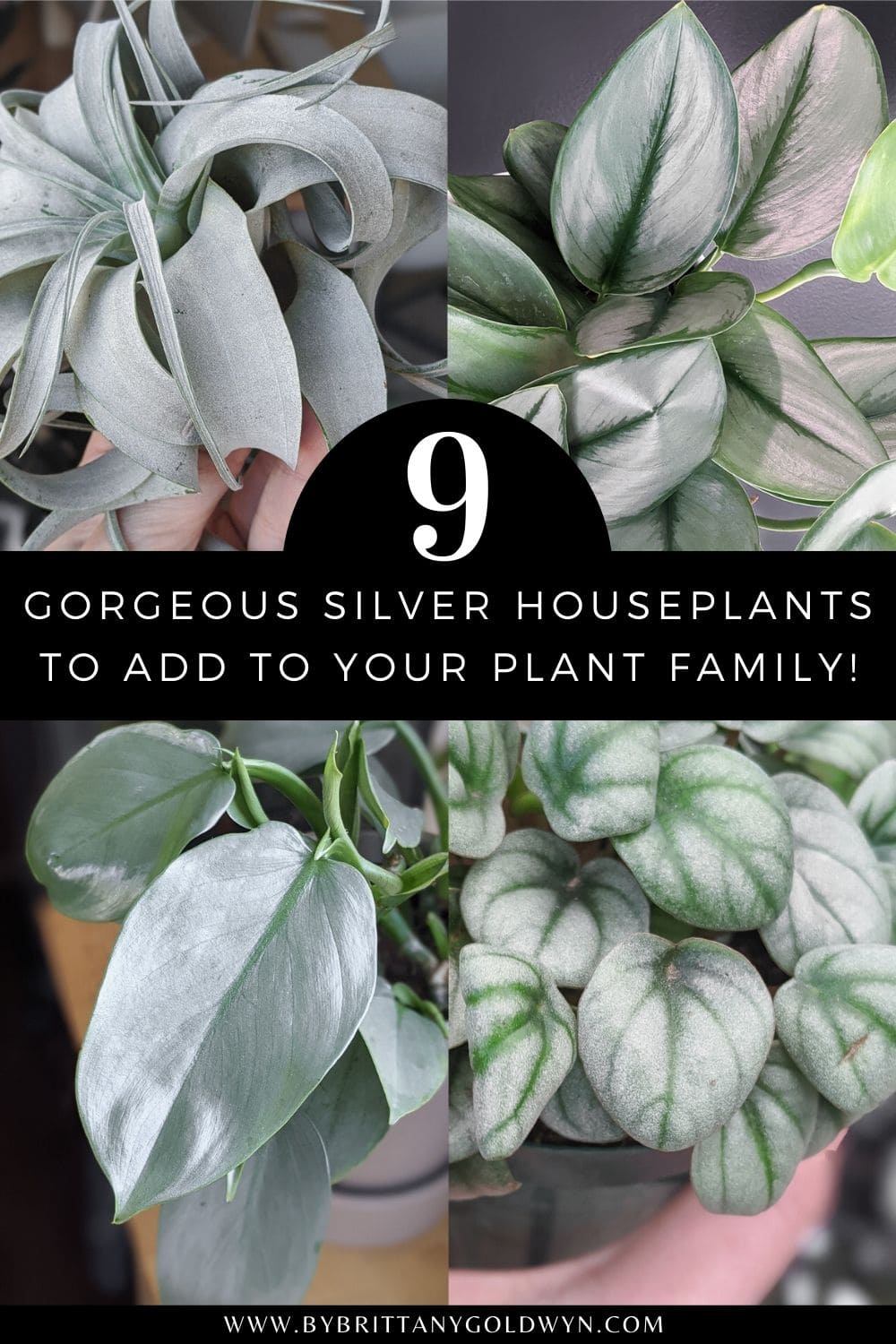 pinnable graphic with pictures of houseplants and the text 9 gorgeous silver houseplants to add to your plant family