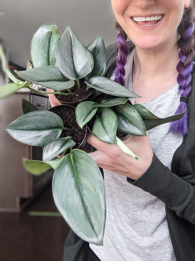 woman holding sterling silver Scindapsus treubii plants in moonlight