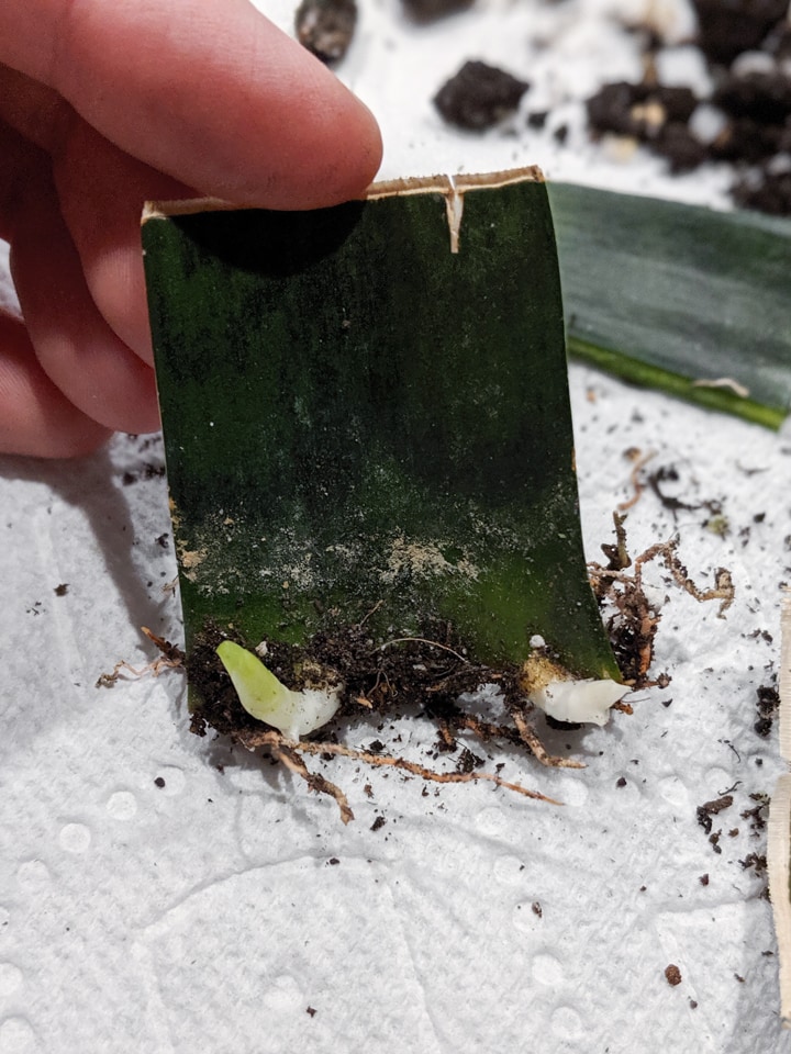 Snake-Plant-Cutting-2.jpg