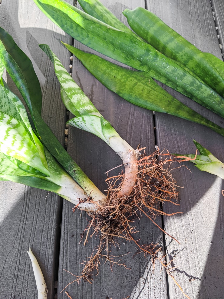 Snake-Plant-Rhizomes-1.jpg