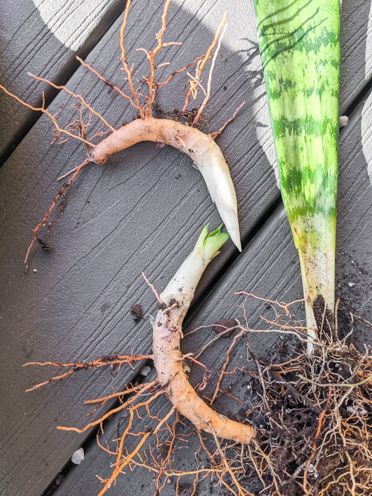 Snake-Plant-Rhizomes-2.jpg