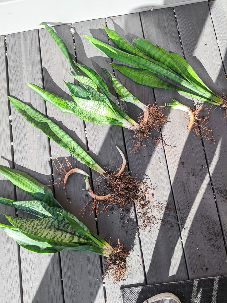 Snake-Plant-Rhizomes-3.jpg