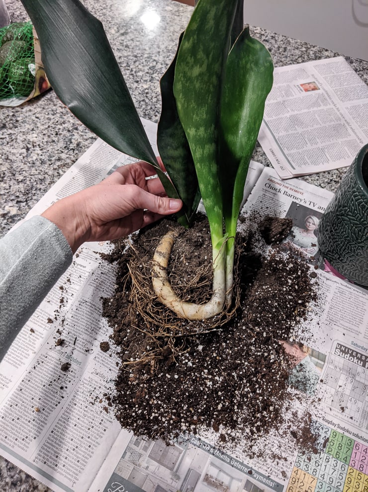 Snake-Plant-Rhizomes-4.jpg