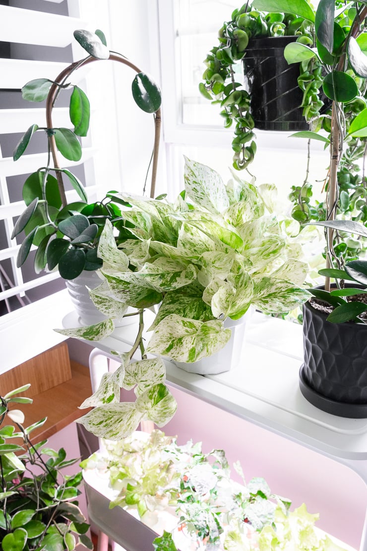 large trialing snow queen pothos plant on shelves with other plants