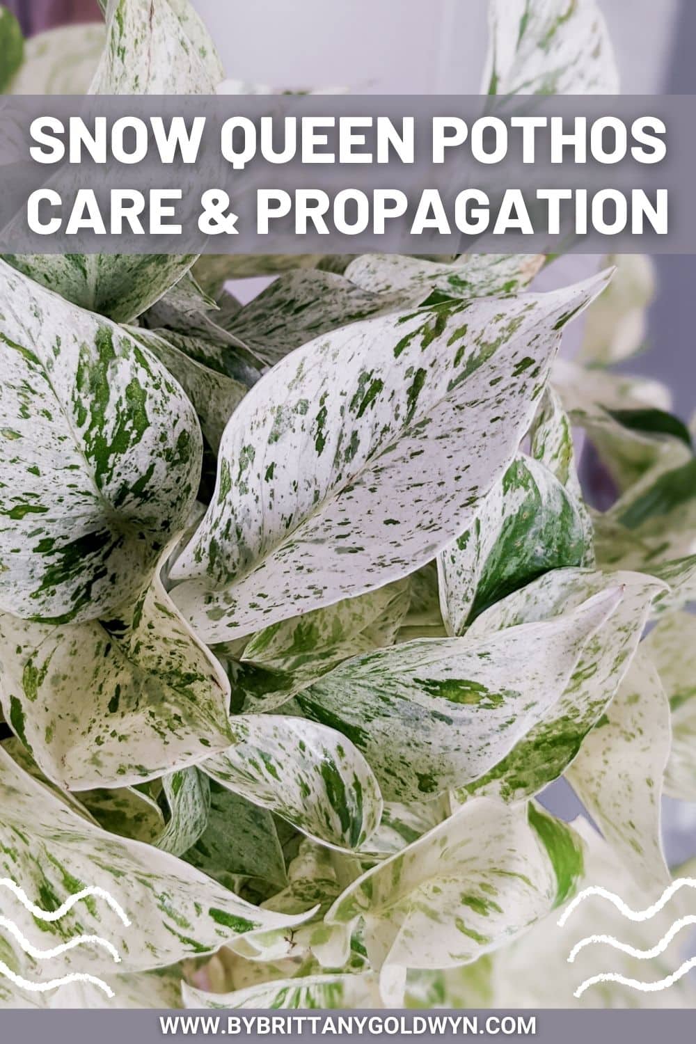 text that says snow queen pothos care and propagation including a photo of the plant