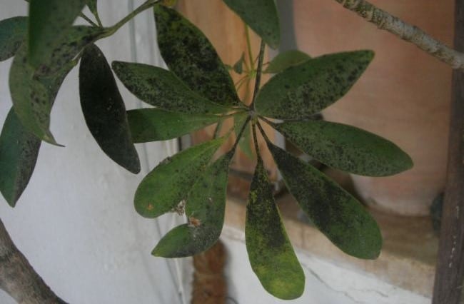 sooty mold on houseplant leaf