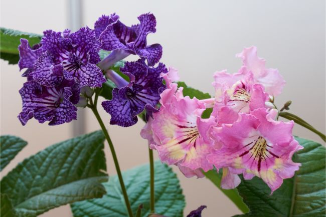 cape primrose flowering indoors