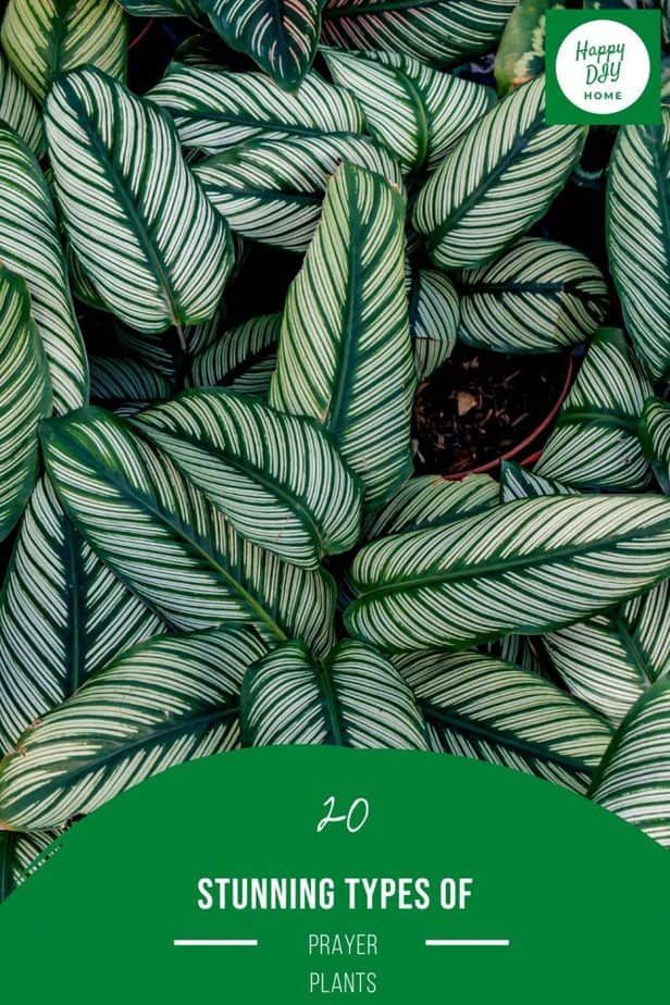 Types of Prayer Plants 2