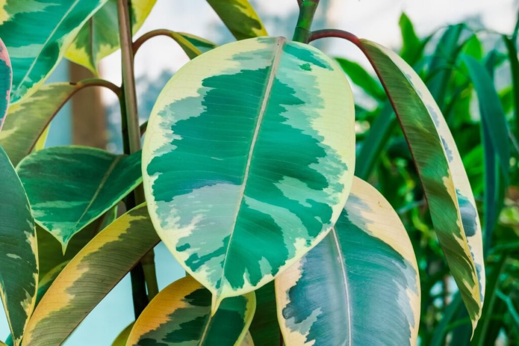 Variegated Rubber Tree (Ficus elastica 'Ruby')