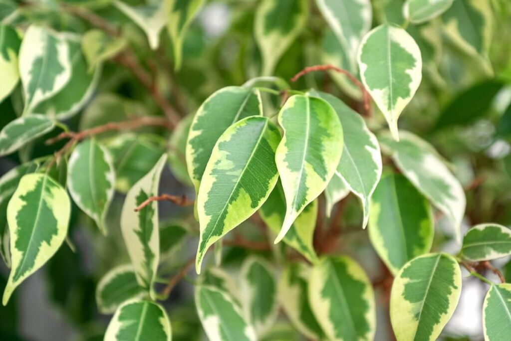 Weeping Fig (Ficus benjamina)