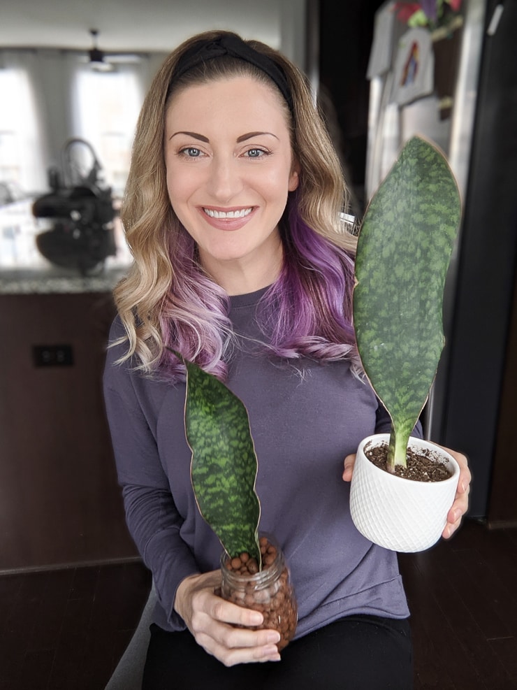 sansevieria masoniana whale fin snake plant