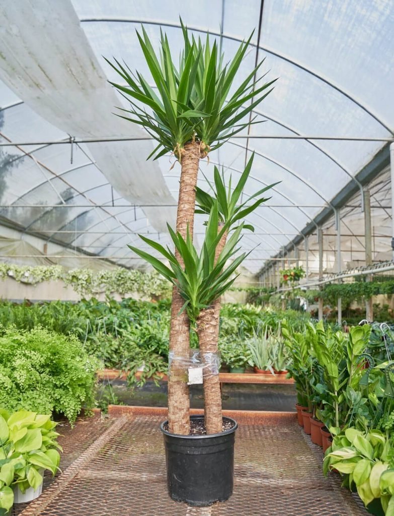 Yucca Palm from Rooted