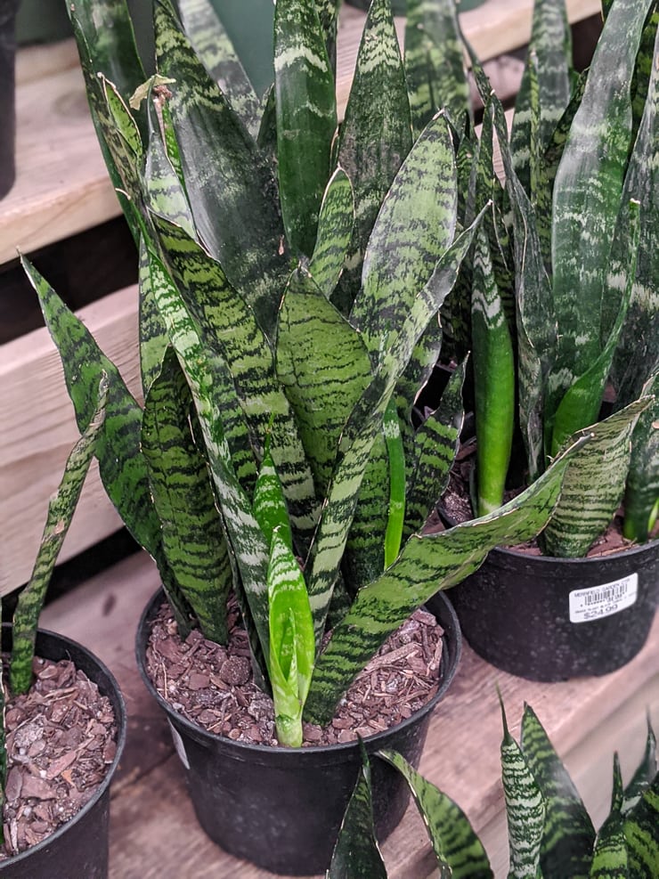 Trifasciata zeylanica plant