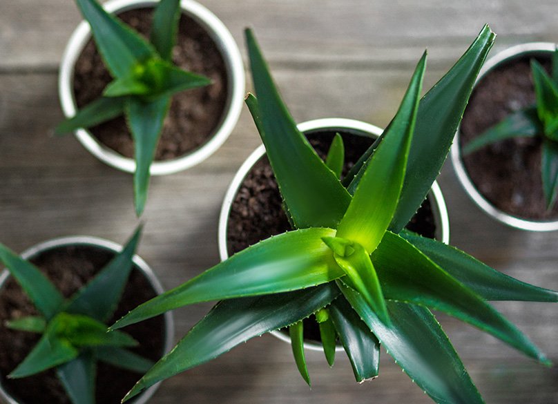 Aloe Vera Growing in Pots