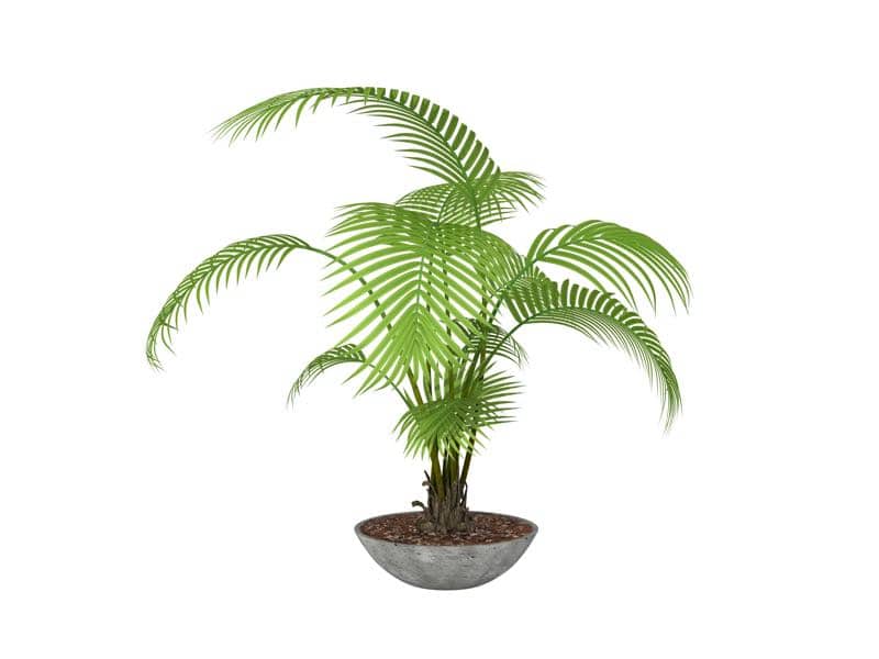 areca palm plant for bedroom