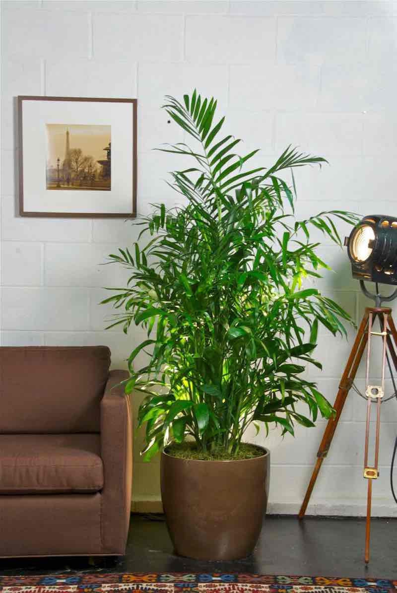 bamboo palm plant for bedroom