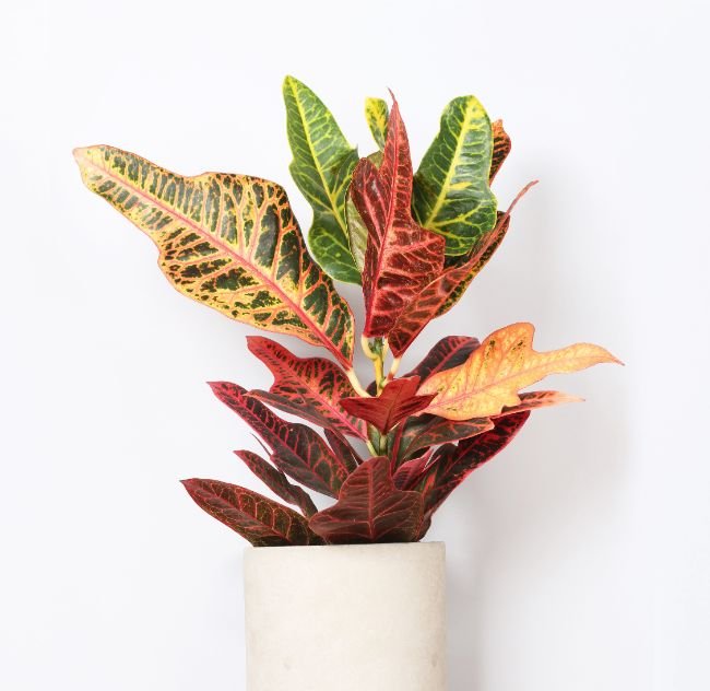 best plants for hot rooms croton