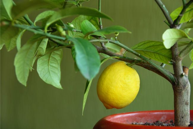 best plants for hot rooms meyer lemon citrus