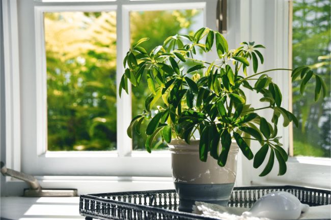 best indoor plants for hot rooms umbrella tree schefflera actinophylla