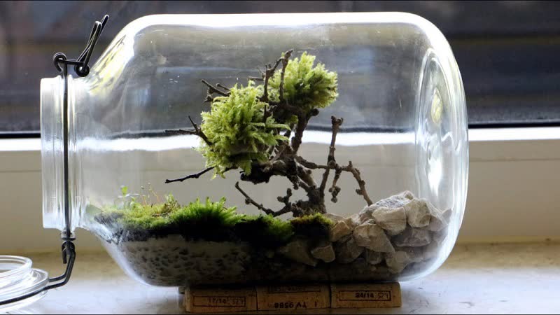 bonsai terrario bricolaje