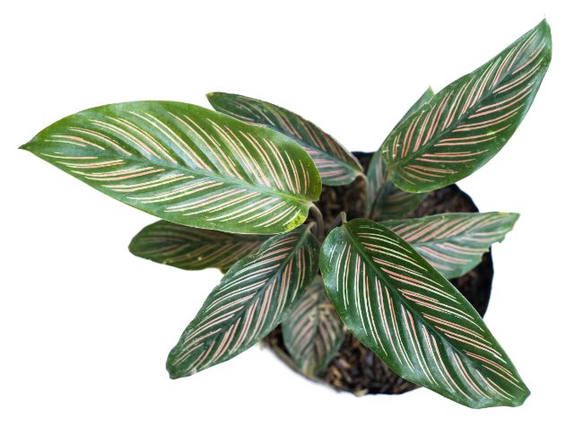 Pinstripe plant Calathea Ornata