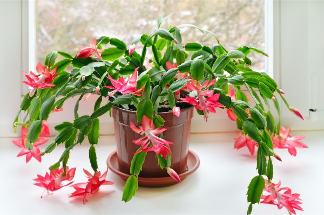 christmas cactus blooming indoors