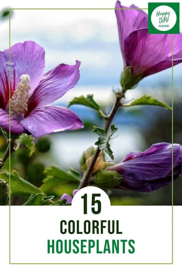 colorful house plants 1