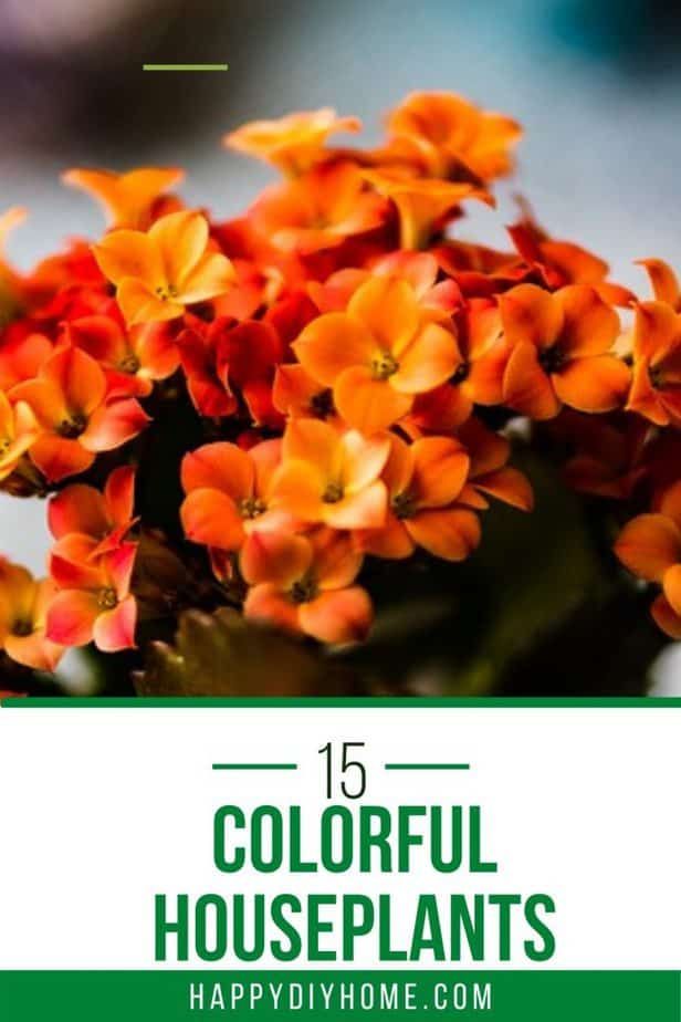 colorful house plants 2