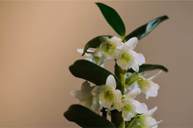 dendrobium nobile