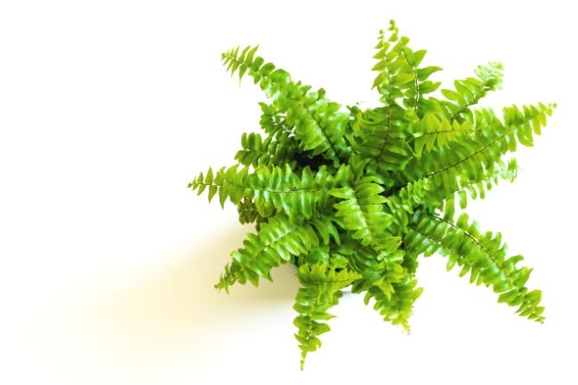 fast growing indoor plants boston fern