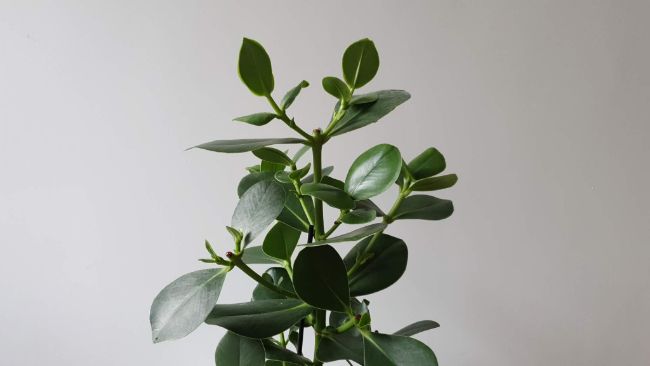 fast growing indoor plants clusia rosea