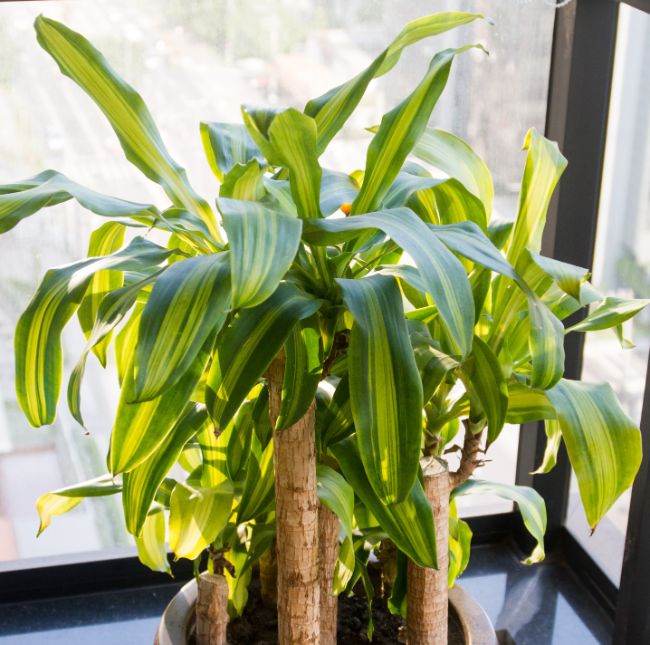 fast growing indoor plants dracaena fragrans
