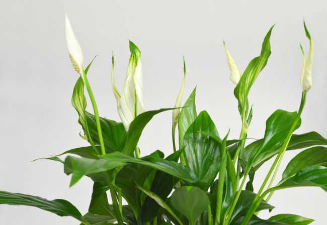 fast growing indoor plants peace lily