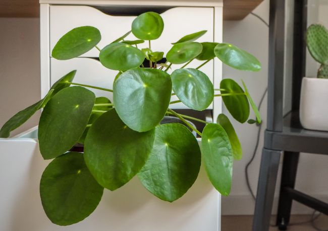fast growing indoor plants pilea peperomioides