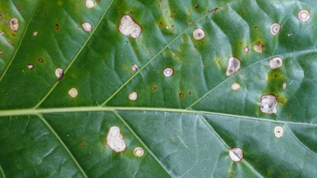 fungal leaf spot common houseplant diseases