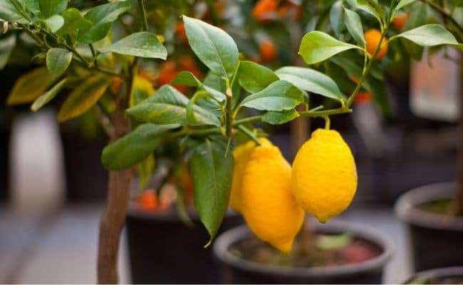 indoor meyer lemon houseplant
