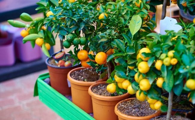 tangerine tree houseplant