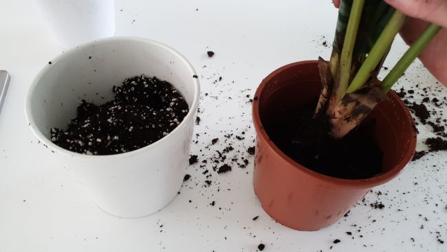 repotting divided calathea plant