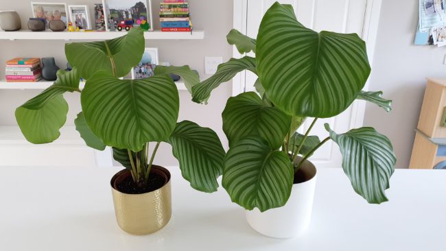 Calathea orbifolia after propagating by division