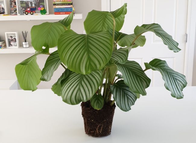 how to propagate a calathea plant goeppertia