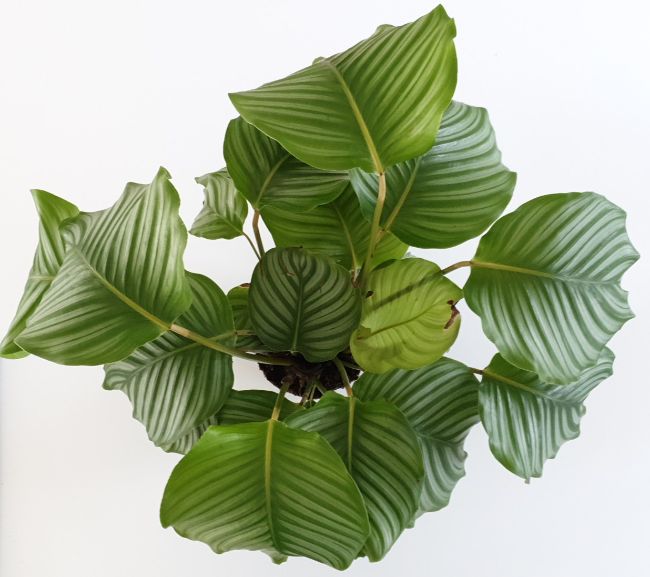 Calathea Propagation Problems