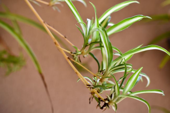 araña planta bebés propagación de plantas de interior