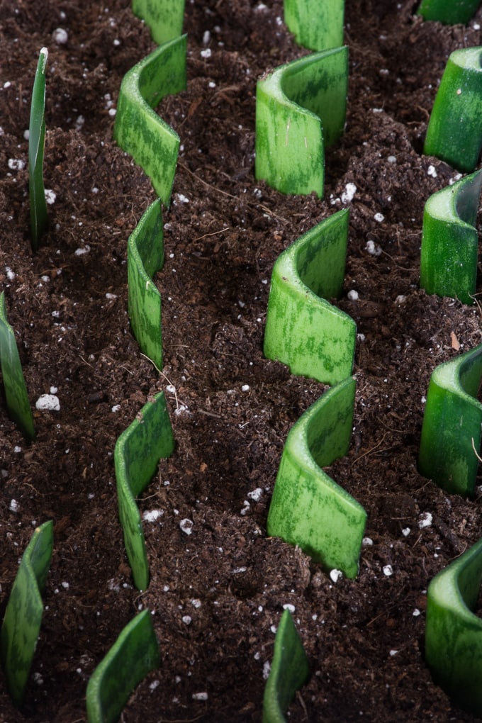 how-to-take-care-of-snake-plant-6.jpg